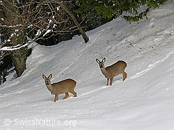 Photo: Zwei Rehe in Winterlandschaft