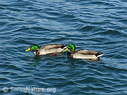 Photo: Stockenten