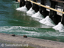 Photo: Thun: Wasserwehr und schlafende Enten