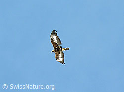 Photo: Steinadler im Flug