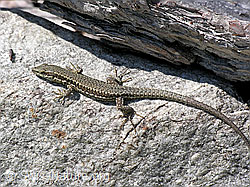 Photo: Mauereidechse (Podarcis muralis) auf Fels
