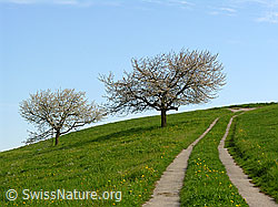 Foto: Fahrweg mit Kirschbäumen