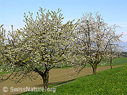 Foto: Blühende Kirschbäume