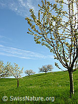 Foto: Blühende Kirschbäume in Wiese