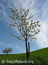 Foto: Junger Kirschbaum ragt in blauen Himmel mit Schleierwolken