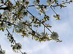 Foto: Kirschbaumblüten