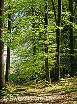 F035188: Buchenwald