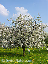 F035289: Blühender Apfelbaum