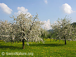F035291: Blühende Apfelbäume