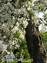 F035305: Stamm und Blüten eines blühenden Apfelbaums