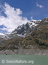 F035826: Fluchthorn