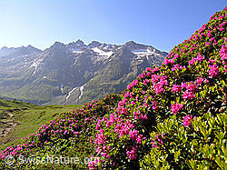 Foto: Alpenrosen