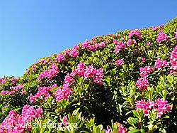 Foto: Alpenrosen
