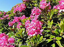 Foto: Alpenrosen