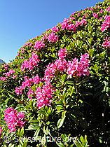 Foto: Alpenrosen
