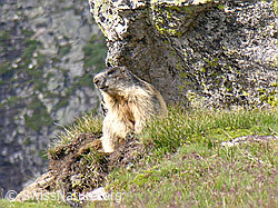 Photo: Murmeltier