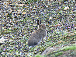 Foto: Schneehase (Lepus timidus), sitzend