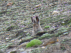Foto: Schneehase (Lepus timidus), beobachtend