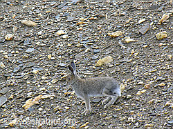 Foto: Schneehase (Lepus timidus), hoppelnd