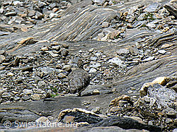 Photo: Alpenschneehuhn in Geröllhalde