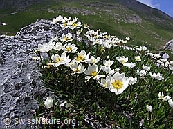 Photo: Silberwurz