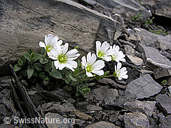 Photo: Breitblättriges Hornkraut (Cerastium latifolium)