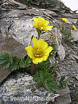 Photo: Kriechende Berg-Nelkenwurz