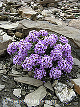 Foto: Kriechendes Täschelkraut (Thlaspi rotundifolium)