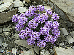 Foto: Kriechendes Täschelkraut (Thlaspi rotundifolium), Polster