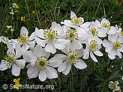Photo: Narzissenblütige Anemonen, Blüten