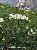 Photo: Narzissenblütige Anemonen