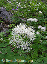 Photo: Akeleiblättrige Wiesenraute