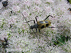 Photo: Gelber Vierfleckbock (Pachyta quadrimaculata)