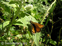 Photo: Rostfarbener Dickkopffalter