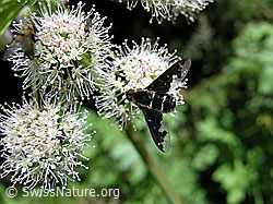 Photo: Trauerschweber (Hemipenthes maura)