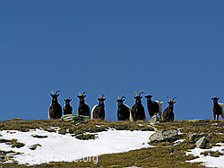 Photo: Walliser Schwarzhalsziegen
