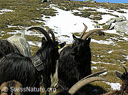 Photo: Walliser Schwarzhalsziegen