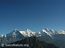 F040265: Eiger, Mönch, Jungfrau mit Männlichen