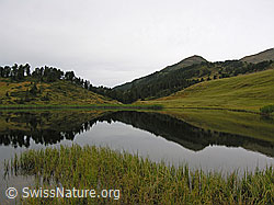 F040317: Hochmoor, Bergsee und Spiegelung