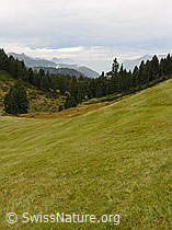 F040323: Hochmoor am Glaubenberg