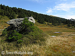 F040361: Felsblock und junge Föhren im Hochmoor
