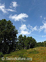 F040374: Föhrenwald und Hochmoor