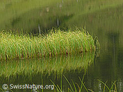 F040464: Halbinsel aus Gras mit Spiegelung