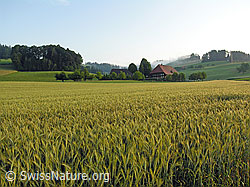 F040755: Getreidefeld und Bauernhof