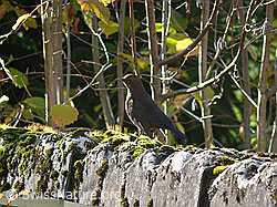 Amsel (F041052)