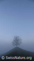 F041085: Baum im Nebel
