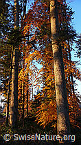 F041095: Herbstfarben im Wald