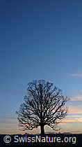 F041210: Abendstimmung