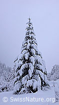 F041748: Verschneite Tanne