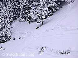 Photo: Hirsche im Schnee